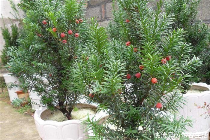 树皮|57年前被发现价值,曾一度濒危,如今有人大量种植,却沦为盆栽