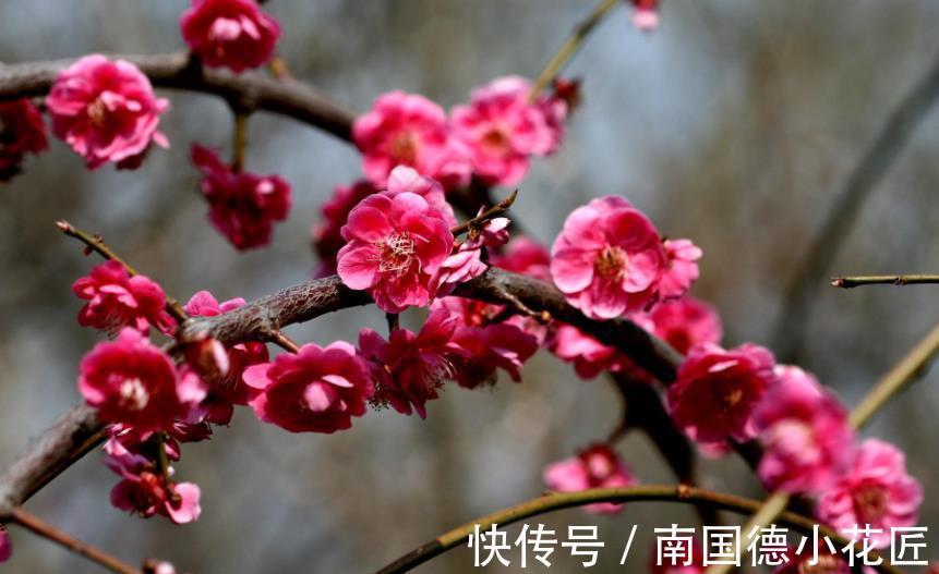 5种耐寒花,皮实好养不怕冻,零下15℃照样生机勃勃,花开满枝