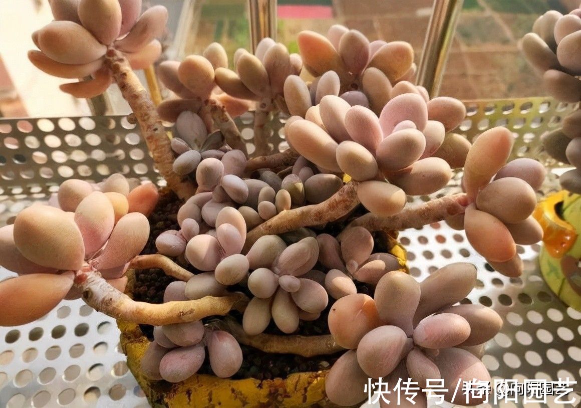 多肉老桩，越养越细，原来拇指粗，现在筷子粗，咋回事？