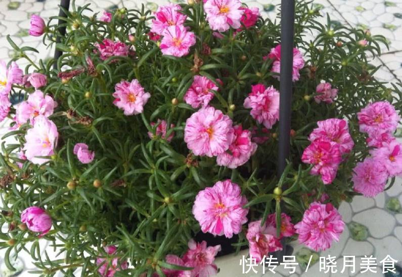 想要太阳花安全过冬，3个要点要谨记，做好了来年花量倍增