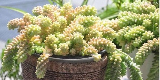 6款多肉，好看又好养，阳台盆栽上几盆，美成一道风景线！