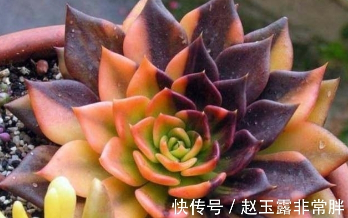 新手养多肉容易“踩雷”,绕过4个“雷区”,才知道多肉并不难养