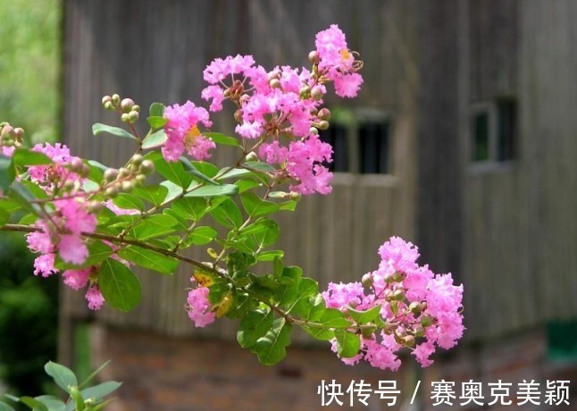 月季|想养花树没头绪?这三种花树,是公认的口碑好还“上档次”