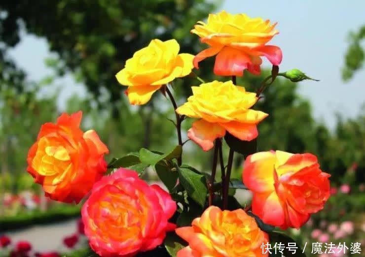 院子别空着,10种藤本月季,总有一种值得你喜欢