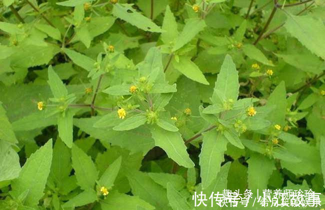 杂草|这草全身是宝,可惜大家都当杂草,晒干泡水好处多,别不知价值