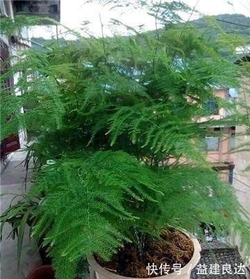 黄叶|家里的文竹稀稀拉拉，真难看，用了这1东西，发疯的长，不黄叶
