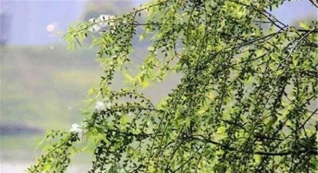 意境#苏轼的一首词,违背了科学,却被世人普遍认可,意境妙不可言