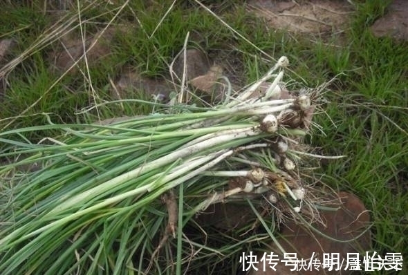 遇见|提个醒：农村荒地遇见此物，记得摘回家，好处十分的多，了解下