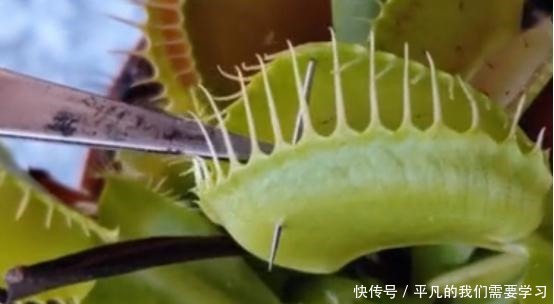 将一根针放进捕蝇草,它也敢吃掉吗网友是个狠人