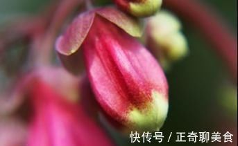 花瓣|三种花有钱人最喜欢,养在家里既招财又能接好运,好看还易养