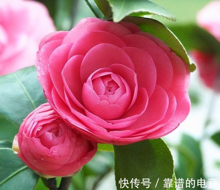 农历九月二十九霜降后,养什么花?以下3种花,红红火火事业有成