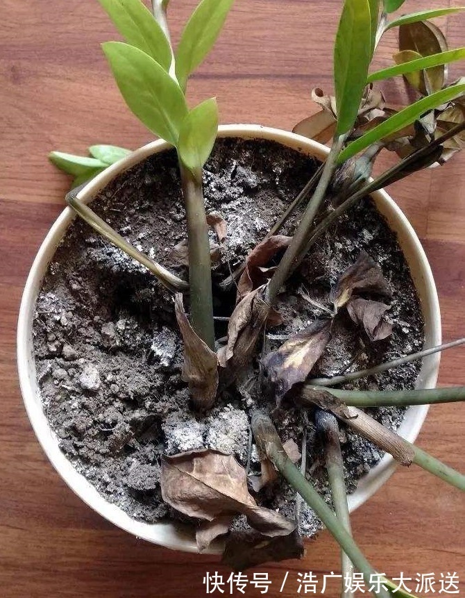 烂根|多亏养花达人提示，养金钱树、发财树，掌握3个技巧，蹭蹭长绿叶