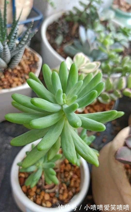 多肉徒长很好解决,照这几种方式来,状态差一点,至少不徒长