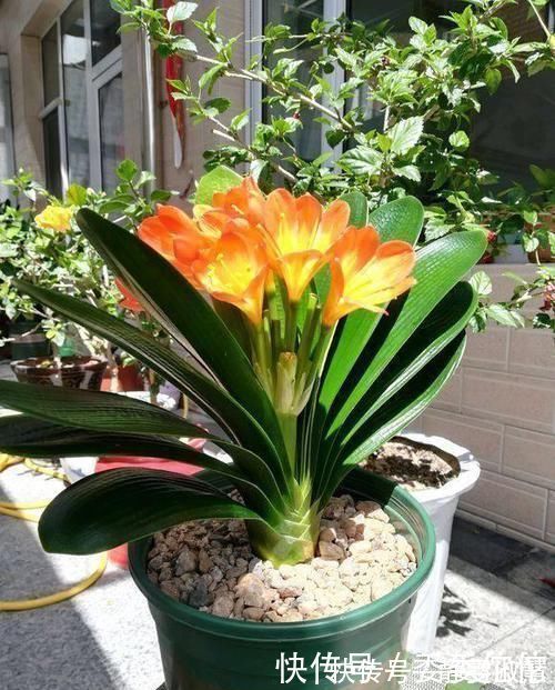 肥料|养护君子兰，2个肥料轮流用，一种长厚叶，一种开大花