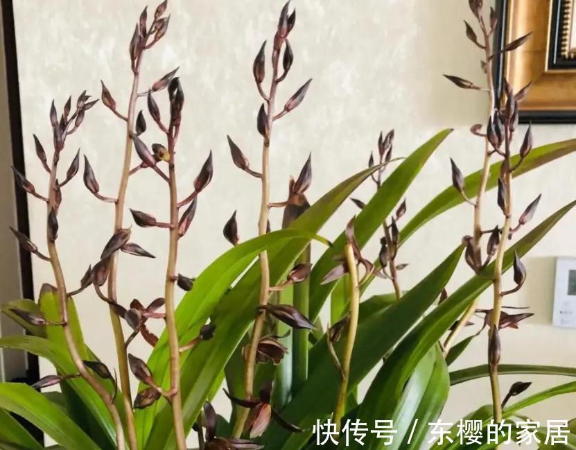 “高岭之花”兰花，家庭盆栽，为什么总爱黄叶病变？