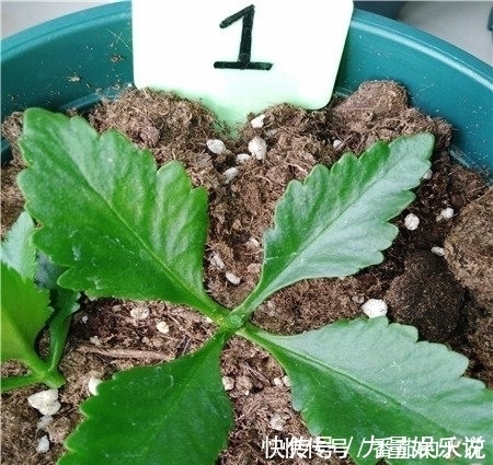 小苗|只用一招,长寿花长得又矮又茂盛,开花刹不住