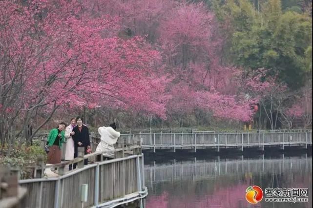 赣州樱花，美“出圈”！