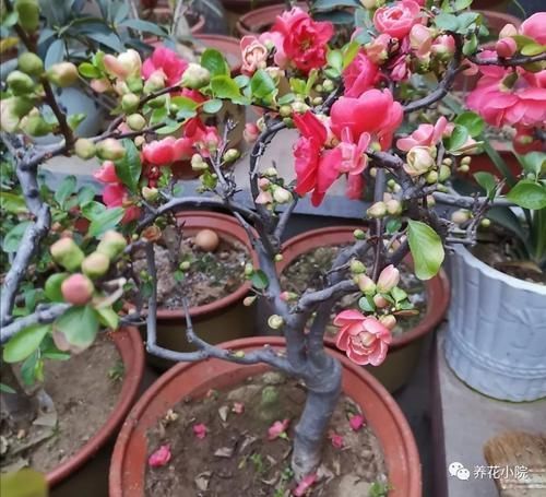 海棠花|养海棠盆栽,几个关键养护要做对,才能大量开花