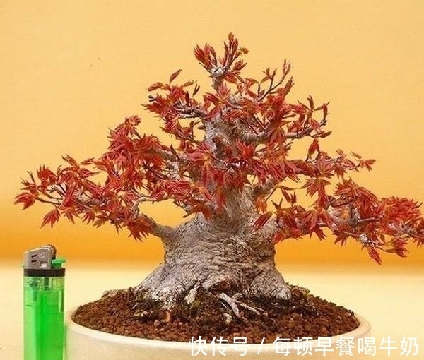 水溶性肥料|你知道吗?微型盆景怎样补充肥料才最有效?