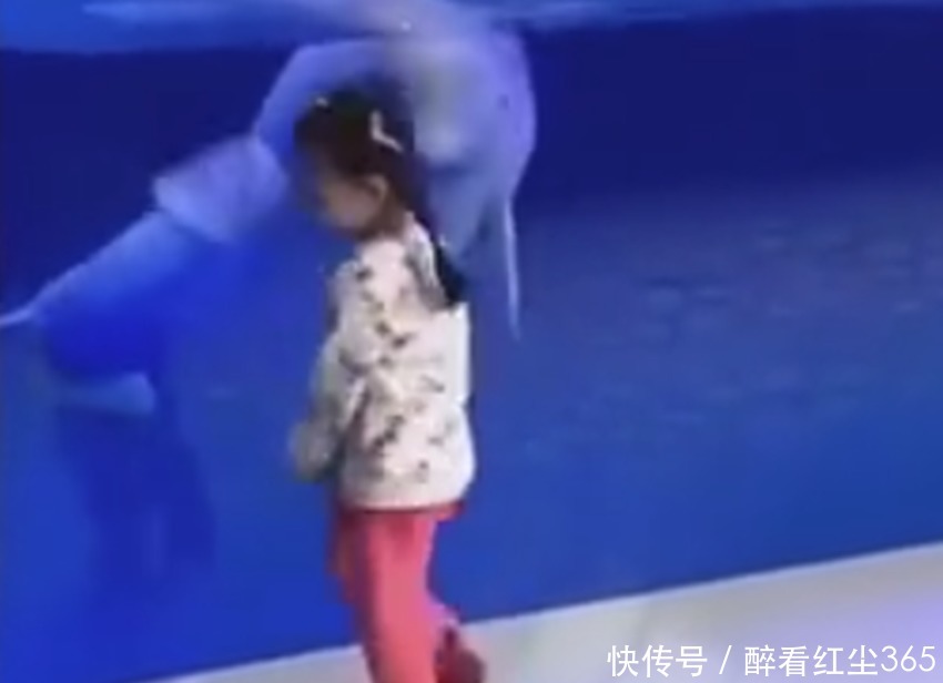 小姑娘|萌娃在水族馆跟着白鲸转圈火了，网友白鲸很惊讶，没想到你也会