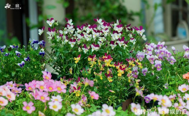 花花草草|南方人的冬天北方人不懂,满园春色看不尽,露着小腰赏着花