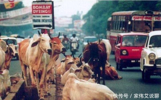 印度人|在印度被视为圣物的牛,最后牛一般是怎么处理的?开眼界了
