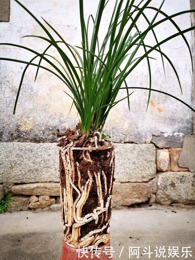 奇效|这种黑色粉末养兰花,究竟有什么奇效能让兰根这么壮