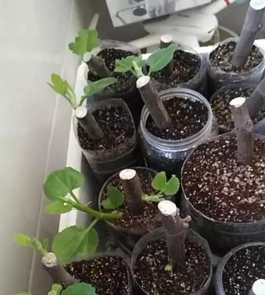 用3招，就能养出漂亮的盆栽，不愁没有花盆用了