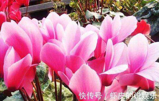 11月逛花市，看到4种花抓紧买，学会这样养，春节能开花爆盆