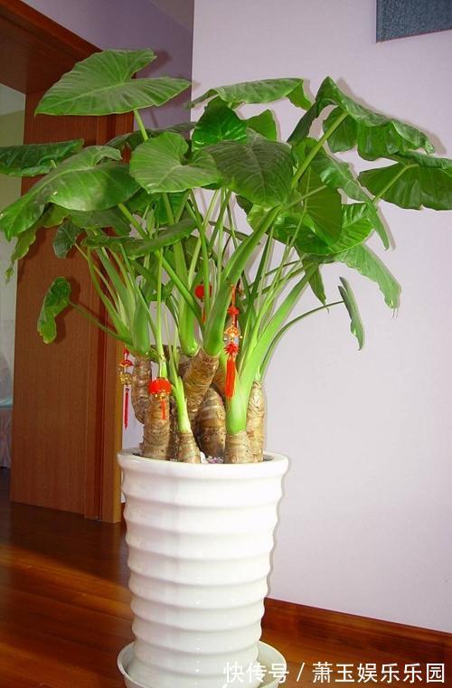 客厅别养“10种花”,虽然很漂亮,却是不利于健康的“危险花”