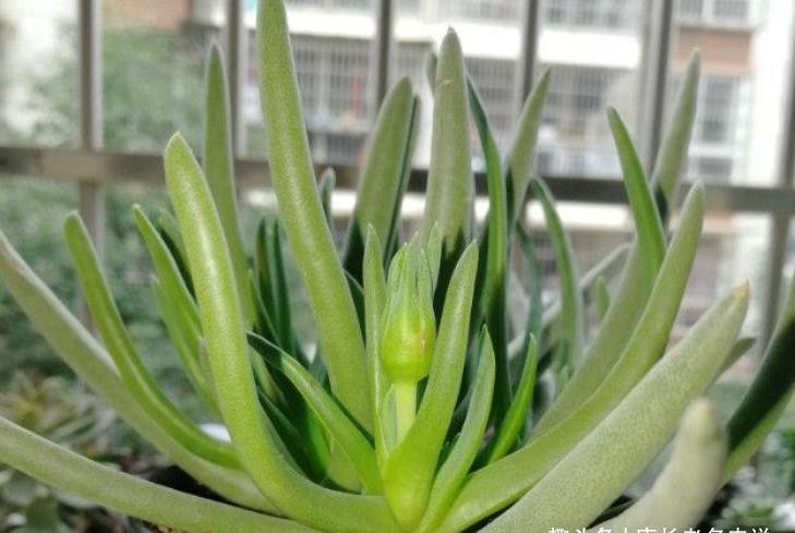 多肉奔龙开完花以后叶片软软的?问题可大可小,建议马上对照处理