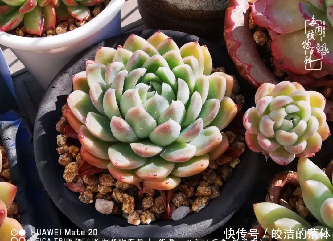 肉肉|与多肉的相遇,就是一场治愈之旅
