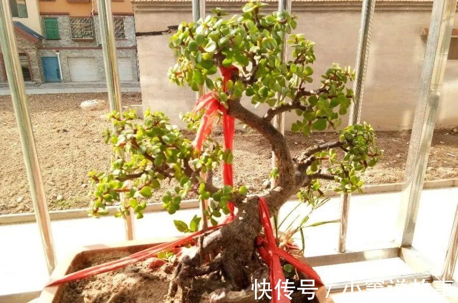 金枝玉叶不能长太高,越矮越值钱,一长高就砍!