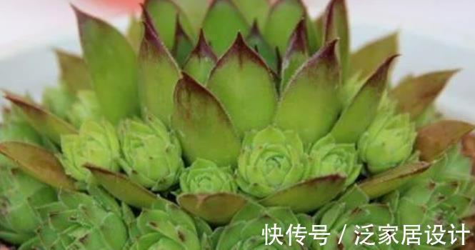 植株|号称“巨无霸”的3种多肉,好养护易群生,小半年长成脸盆大