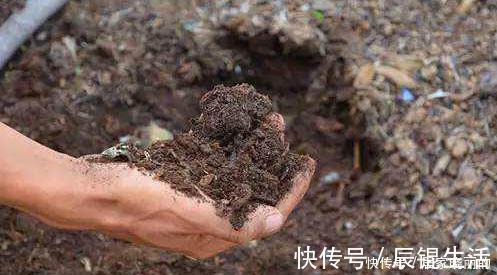 君子兰用这个土来养，根系肥壮，叶子又厚又亮，花开的越来越多