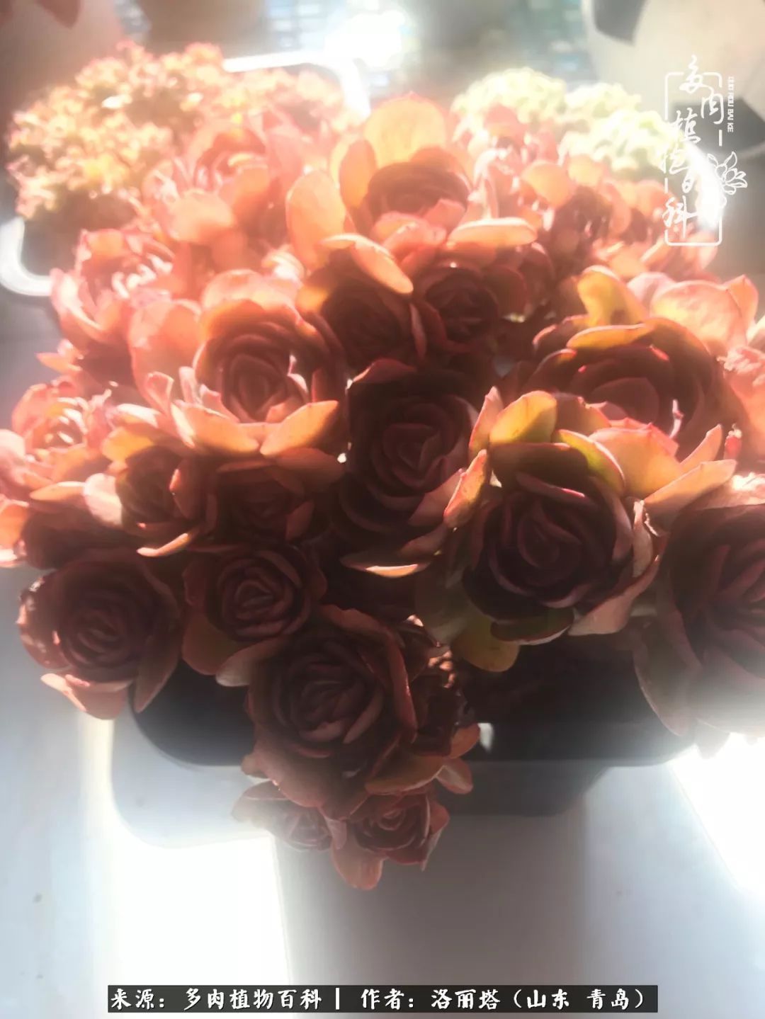 我和我的“多肉恋人”，怎么样有没有惊艳到你！