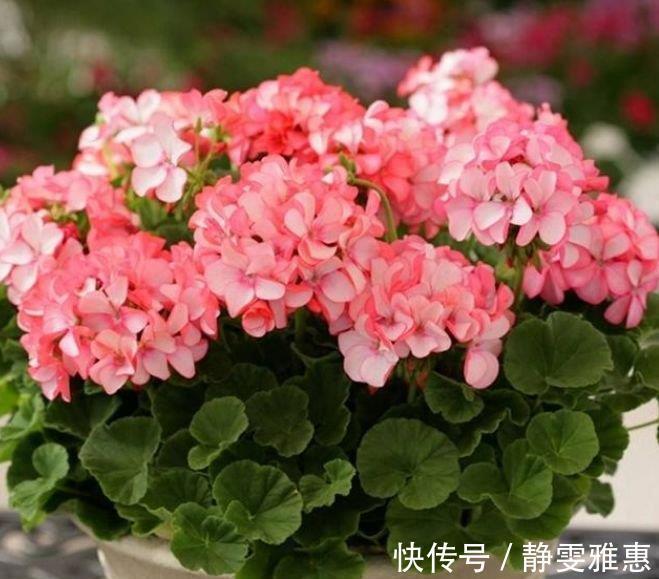 盆栽|4种花,超爱开花,一年四季开花不断,旺运一整年