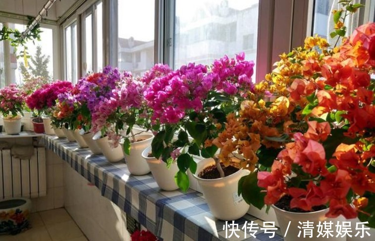 无尽夏|适合夏季养的花,好活易爆盆,花色柔美,花朵烂漫迷人,美爆了