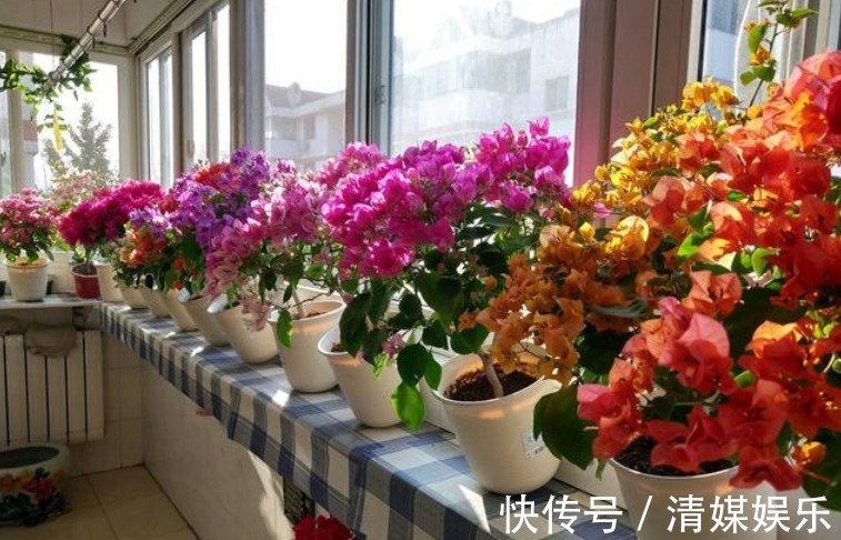 无尽夏|适合夏季养的花，好活易爆盆，花色柔美，花朵烂漫迷人，美爆了