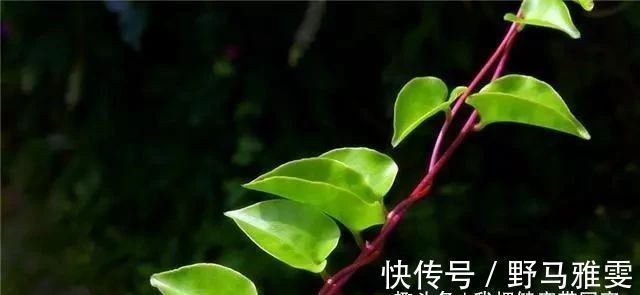 植物|藤三七应该怎么吃，有什么禁忌今天来科普一下