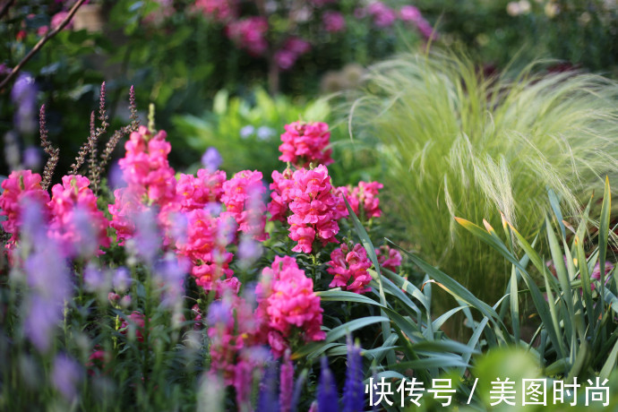 阳台上|为建花园,不顾反对买了一楼带院子,3年的亲手布置朋友都羡慕了