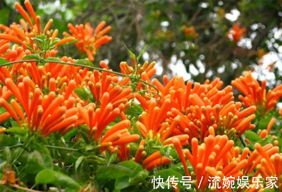 炮仗|家养炮仗花，花开“放鞭炮”，能开180天，喜庆漂亮成“花墙”