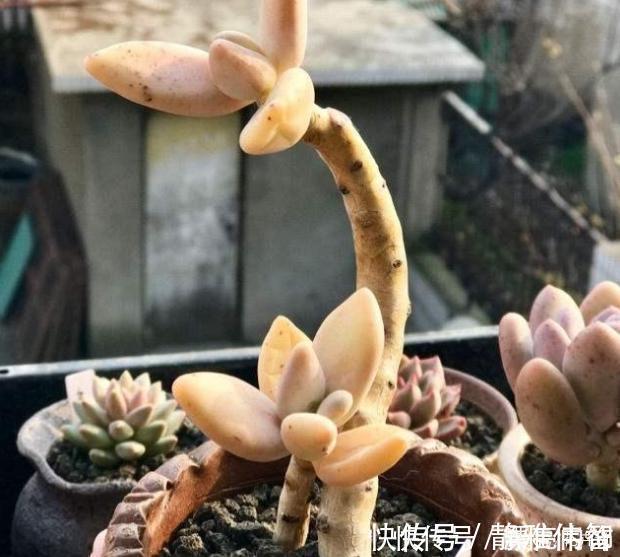 稻田姬|多肉中的7大美人,个个都千娇百媚,美极了!