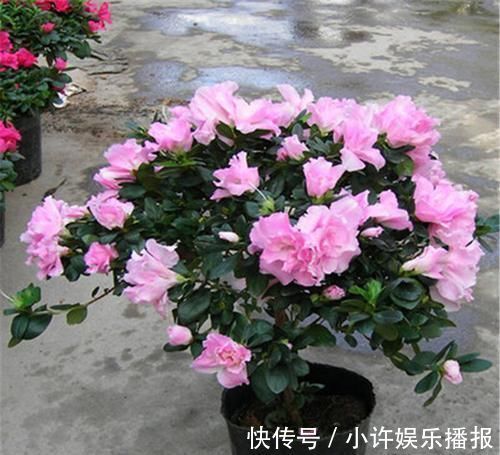 杜鹃花|2种花,再漂亮也别养,太难养了,养花大神都难养活!