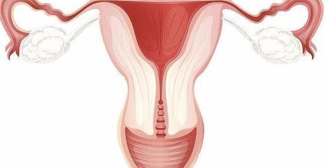 大豆|卵巢对女人很重要,女人想要“保养卵巢”,应该保持3个好习惯