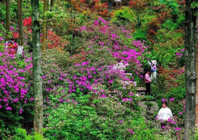 老年|太美了！！！桂林这里成了杜鹃花“花海”，这周赏花千万别错过