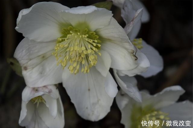 花开花落又一年