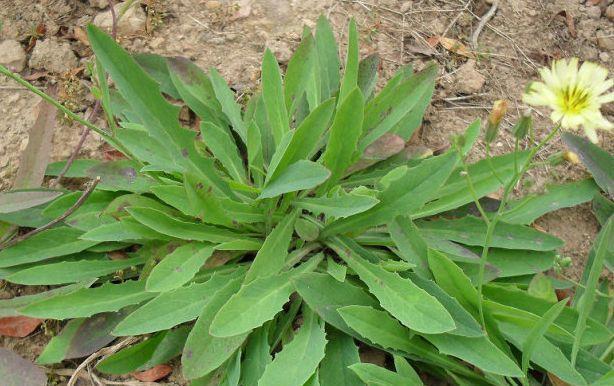 中年|5种被名字“坑”的野菜,常被错当成杂草,殊不知价值极为珍贵