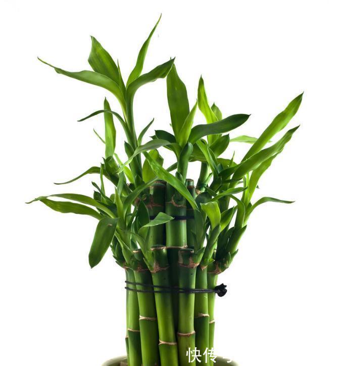 家里养这几种植物,寓意美好,招财纳福