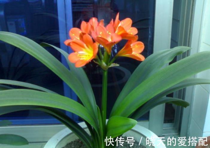 花友|10月过后,君子兰有“3怕”,及时避开才能早开花、叶油绿